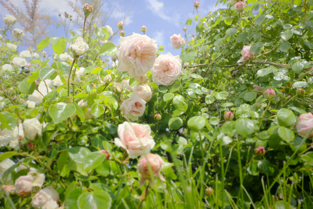 Foire aux plantes Ruoms