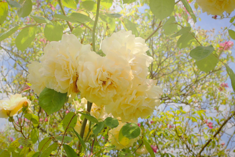 Foire aux plantes Ruoms