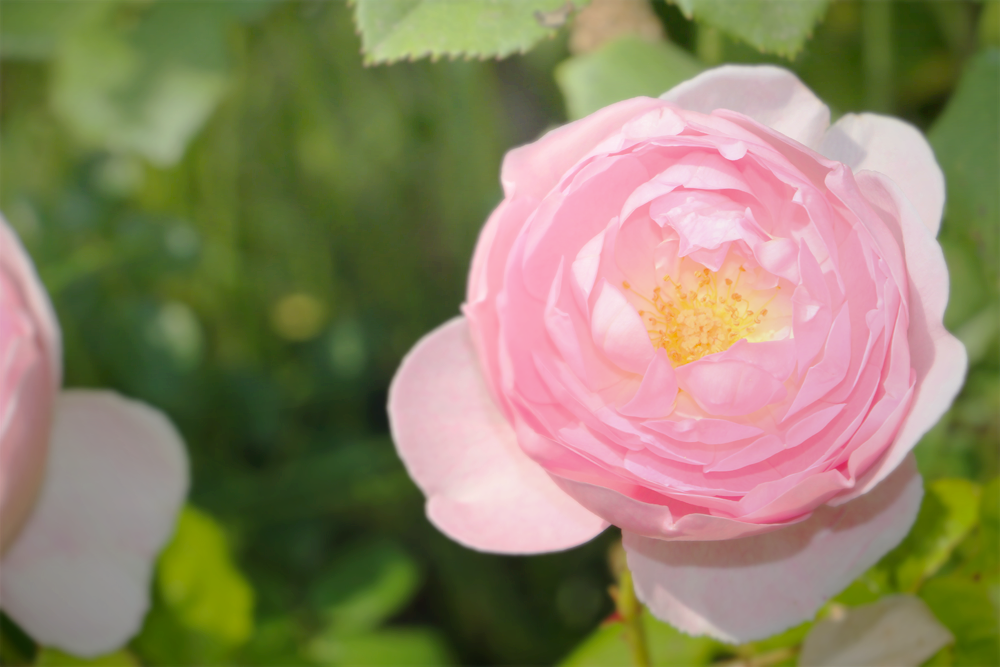 Foire aux plantes Ruoms