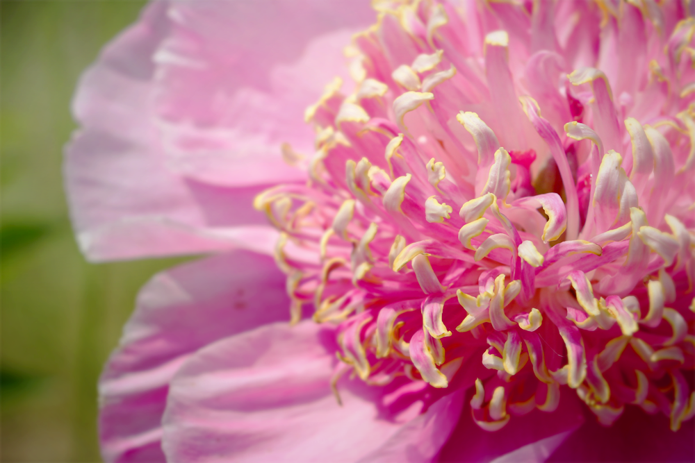 Foire aux plantes Ruoms