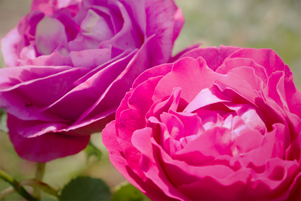 Foire aux plantes Ruoms