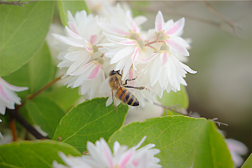 Foire aux plantes Ruoms