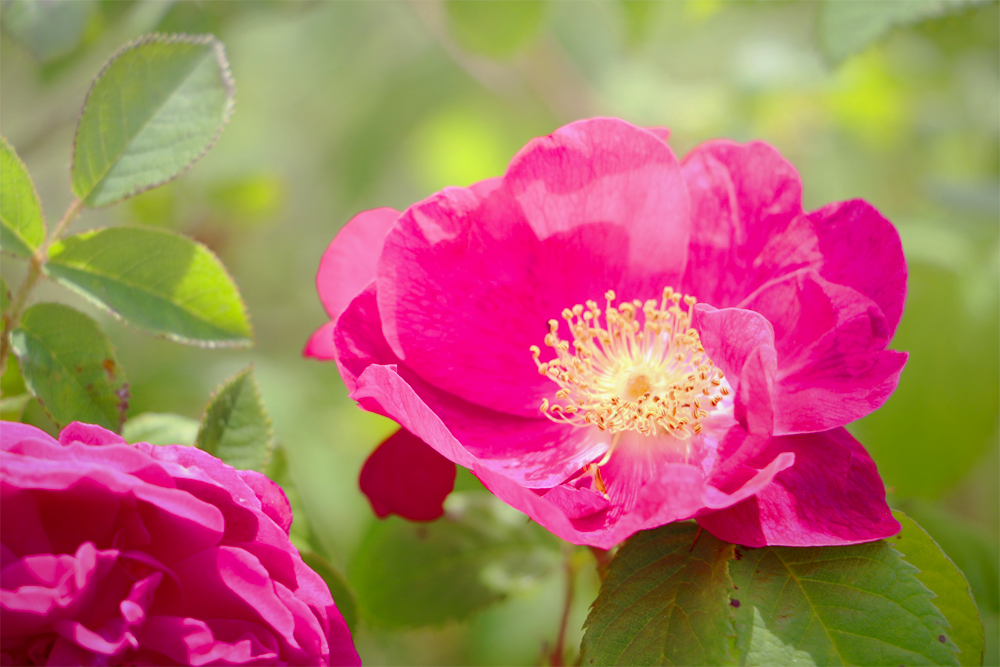 Foire aux plantes Ruoms