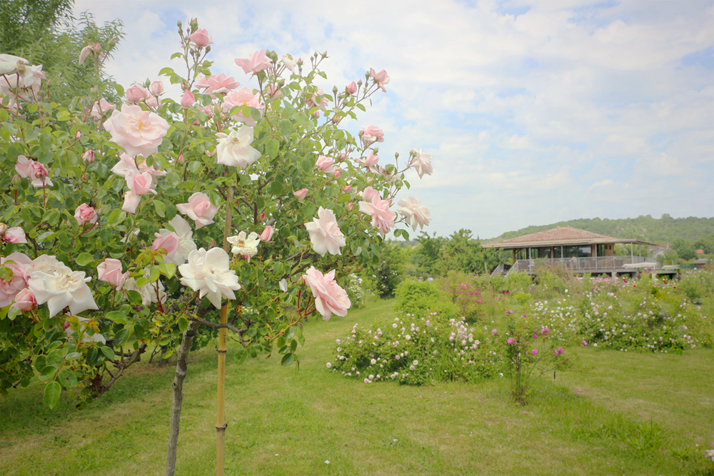 Foire aux plantes Ruoms